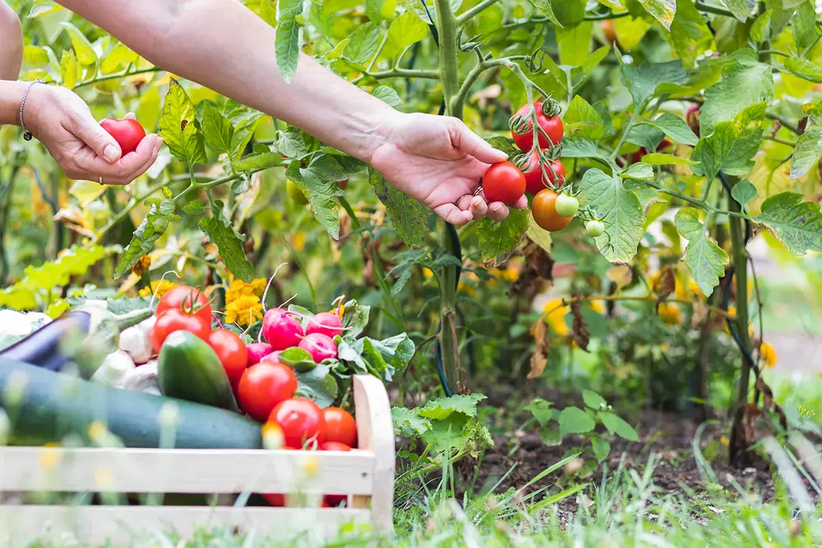 Nel casertano si rilancia l'agricoltura San Marcellino rilancia la sua agricoltura valorizzando i prodotti tipici